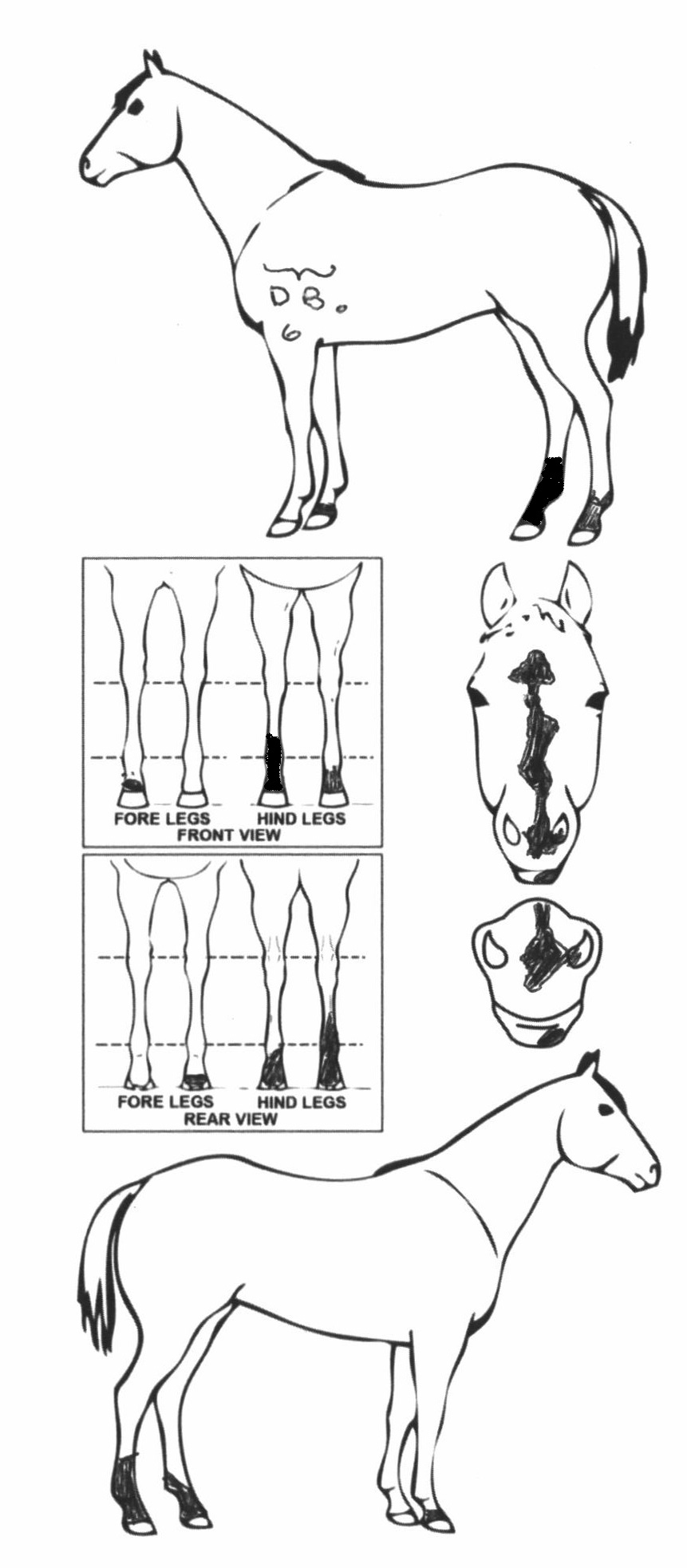 Animals Marking Image