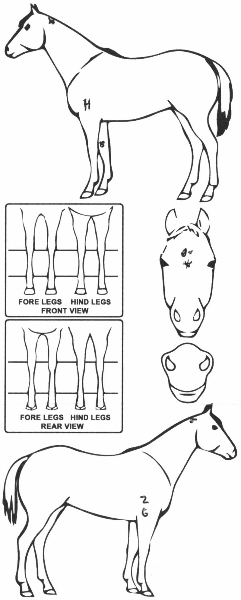 Animals Marking Image