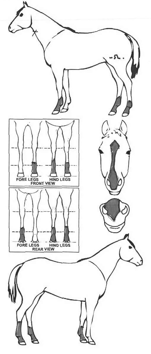 iCompete - Animal Details