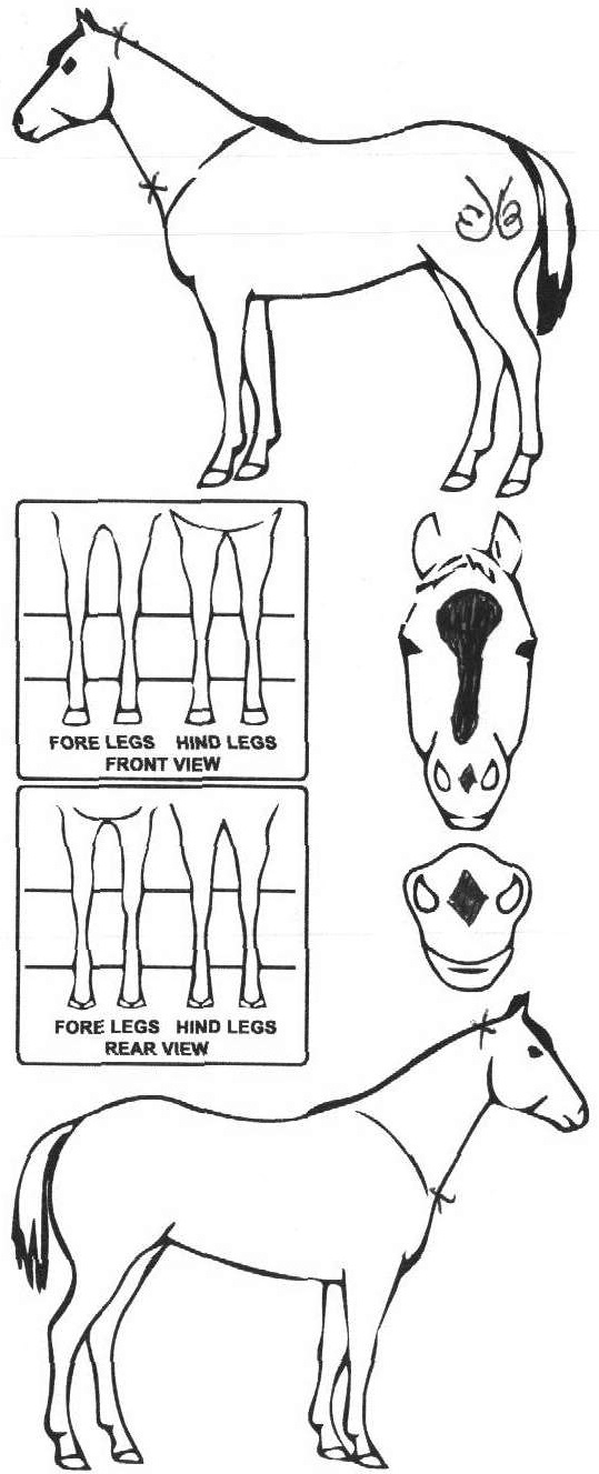 Animals Marking Image