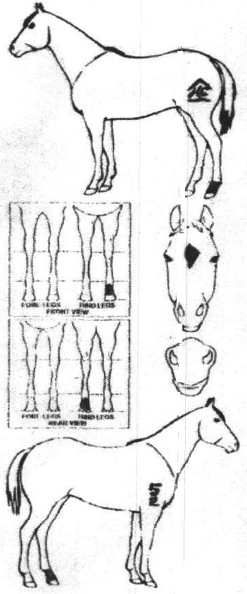 iCompete - Animal Details