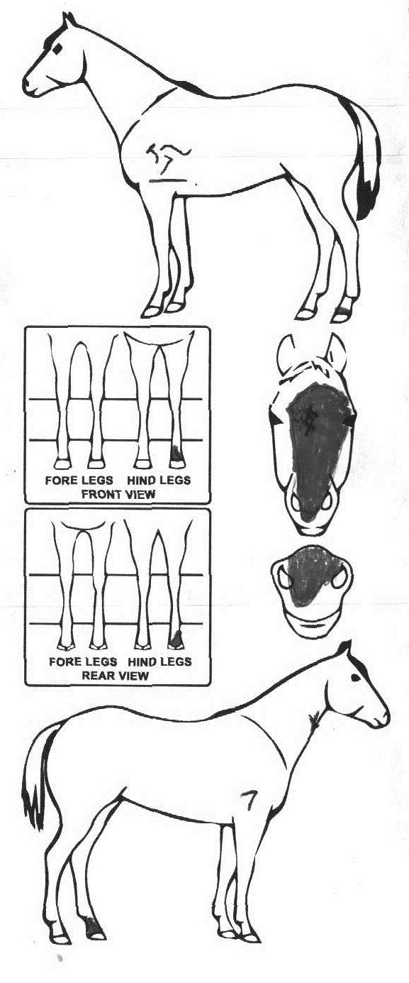 iCompete - Animal Details