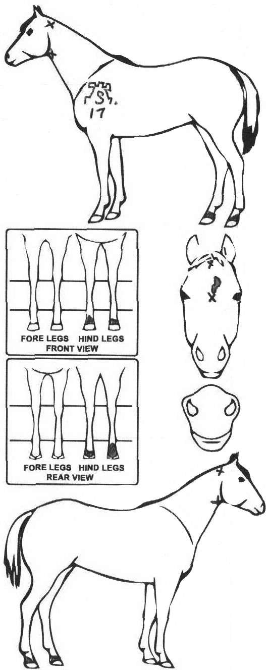 Animals Marking Image