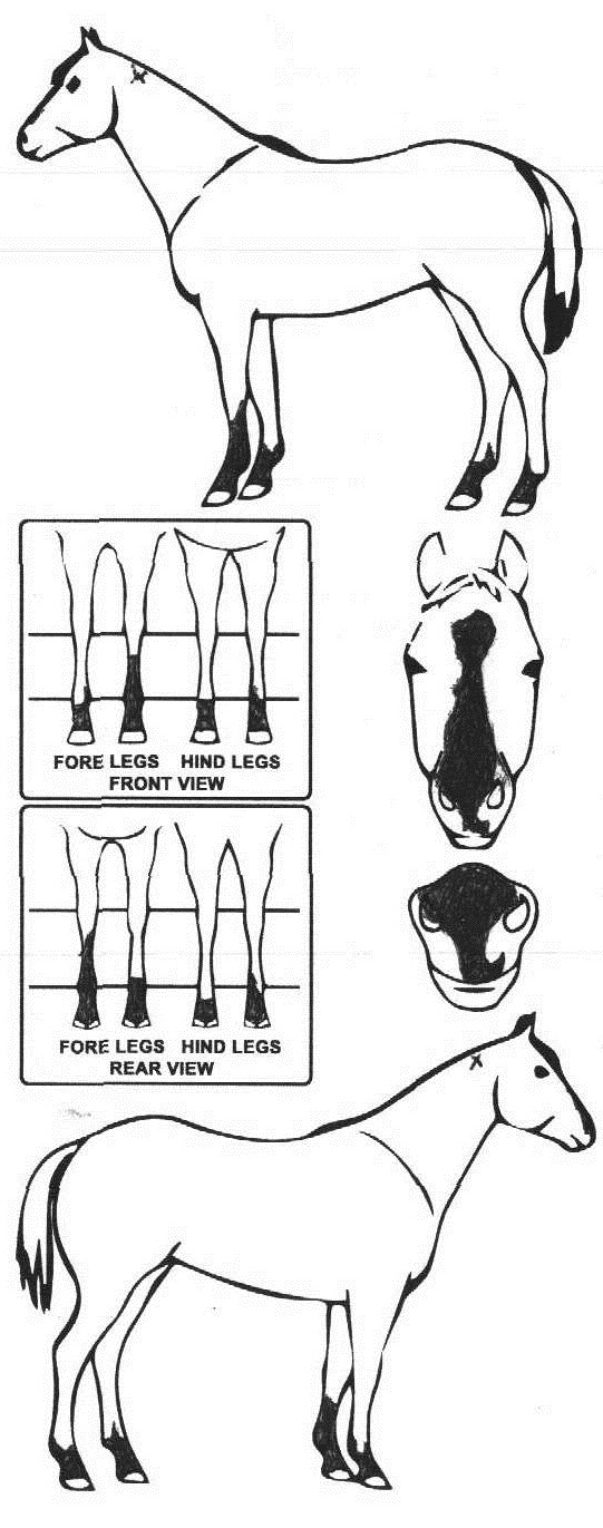 Animals Marking Image