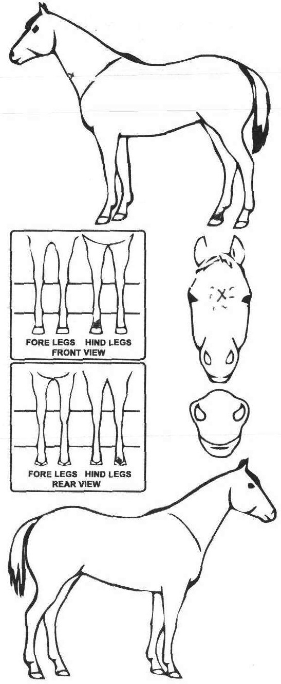 Animals Marking Image