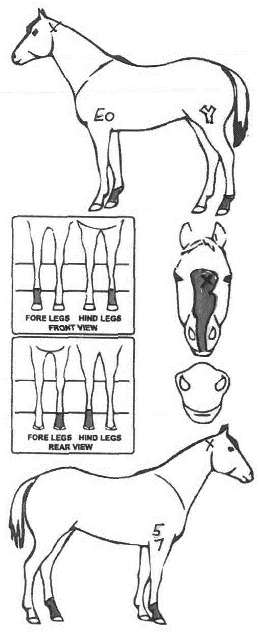 Animals Marking Image