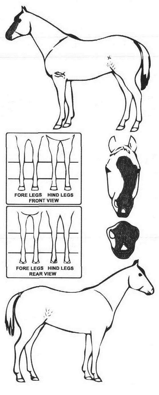 Animals Marking Image