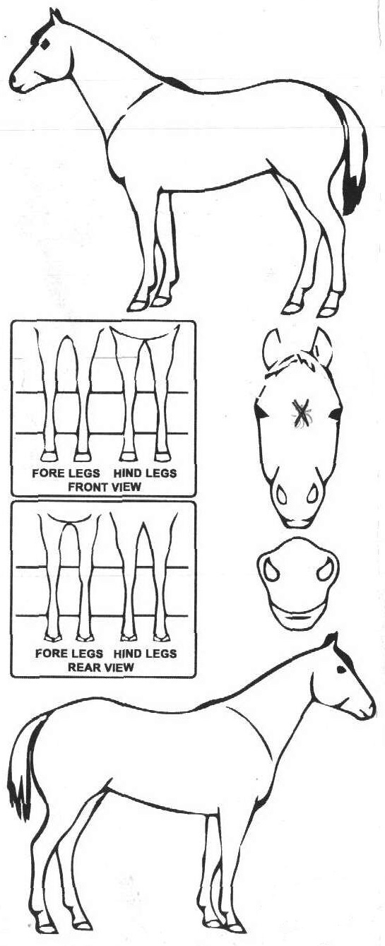 Animals Marking Image