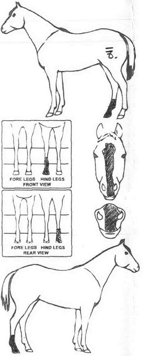 Animals Marking Image