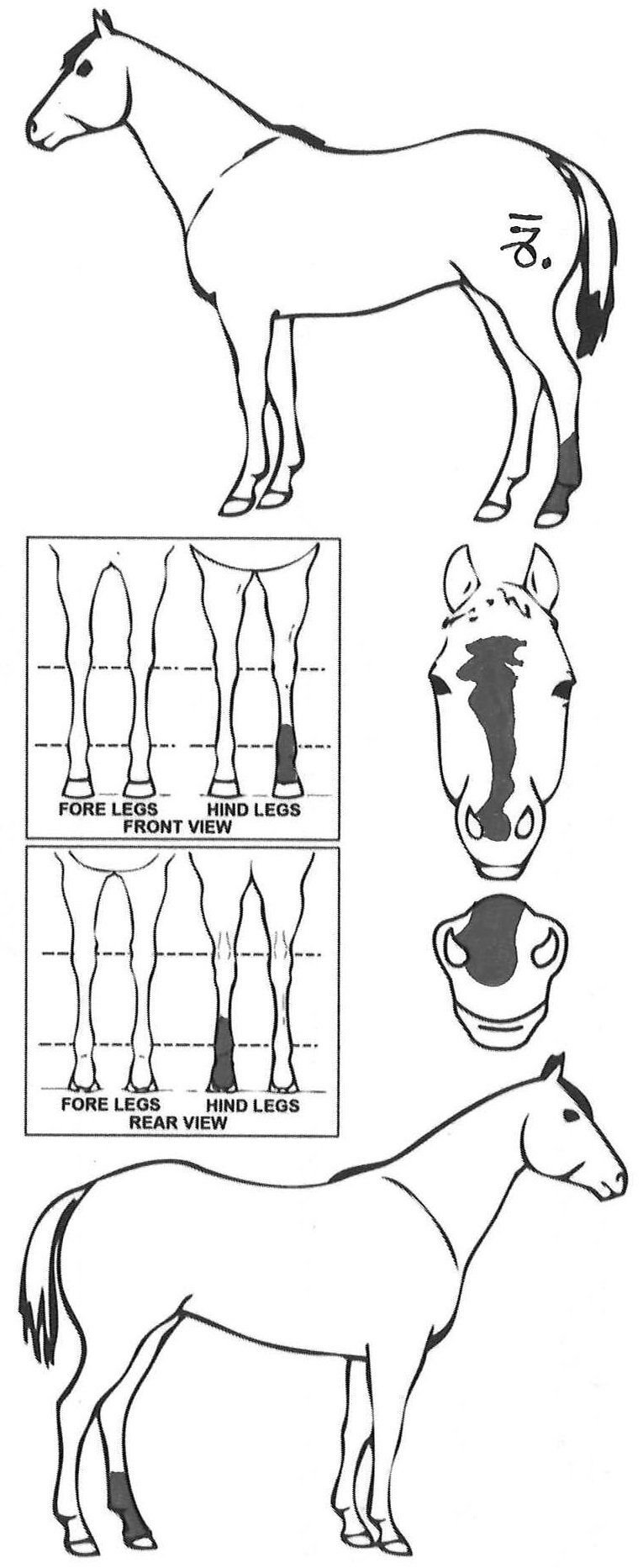 Animals Marking Image