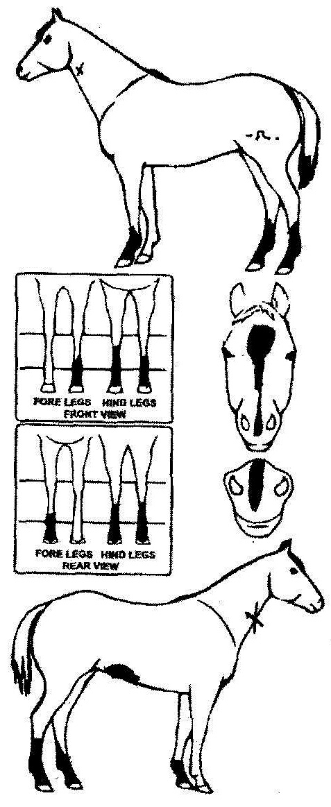 iCompete - Animal Details