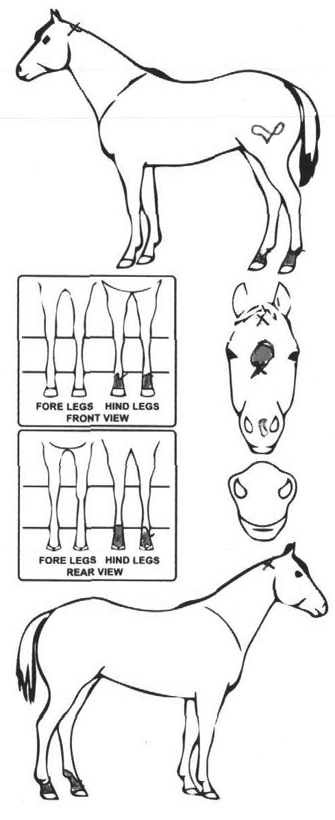 Animals Marking Image