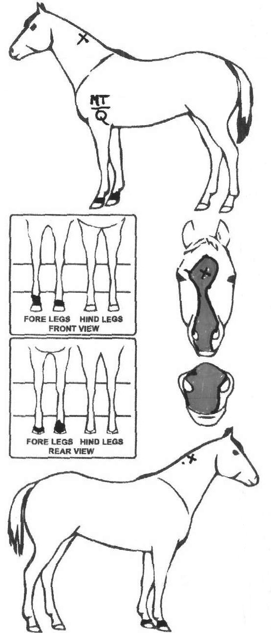 iCompete - Animal Details