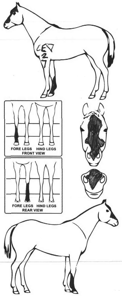 Animals Marking Image