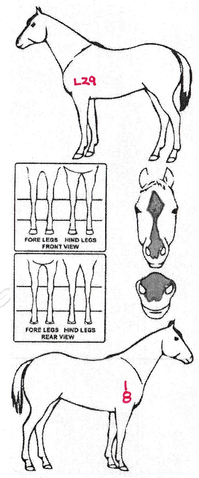 Animals Marking Image