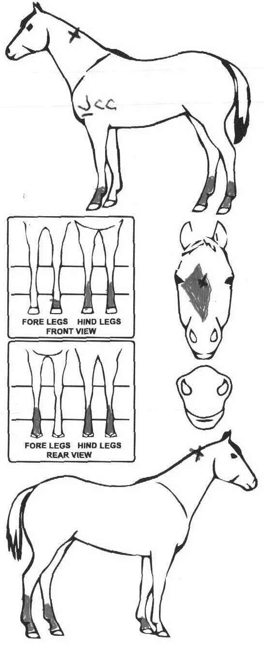 Animals Marking Image