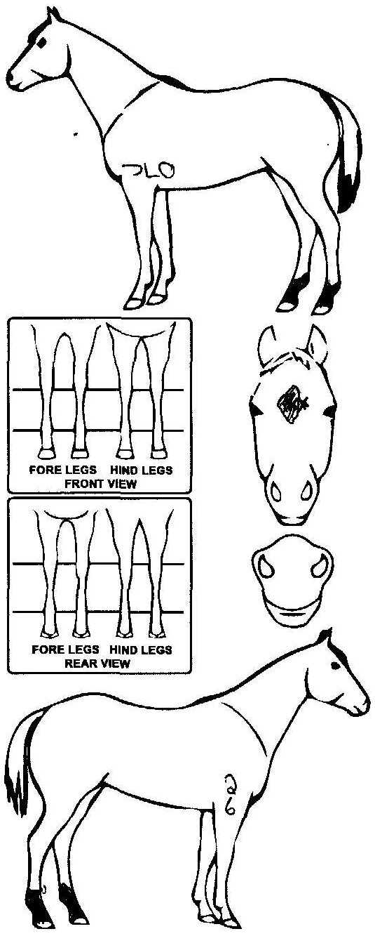 Animals Marking Image