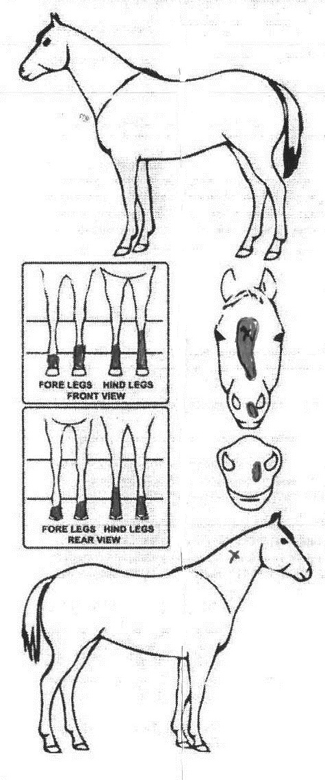 Animals Marking Image