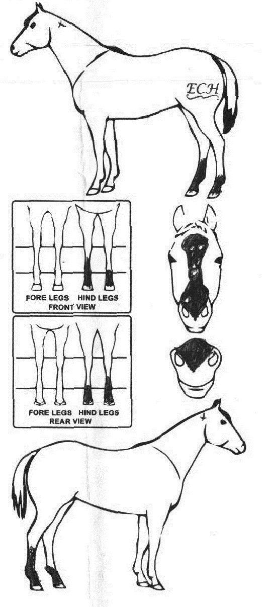 iCompete - Animal Details