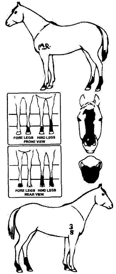 Animals Marking Image