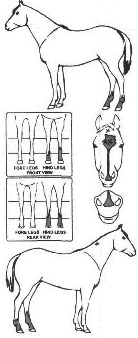 Animals Marking Image