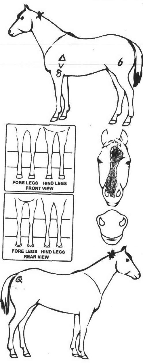 iCompete - Animal Details