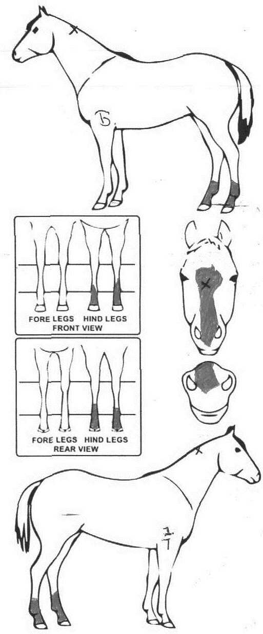 Animals Marking Image