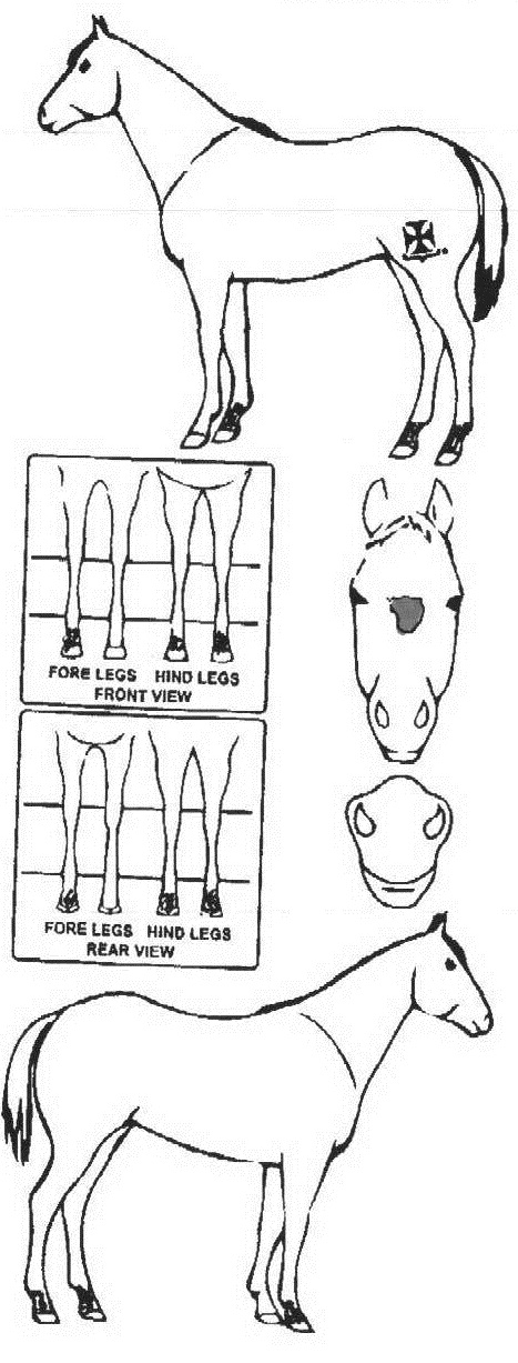 Animals Marking Image