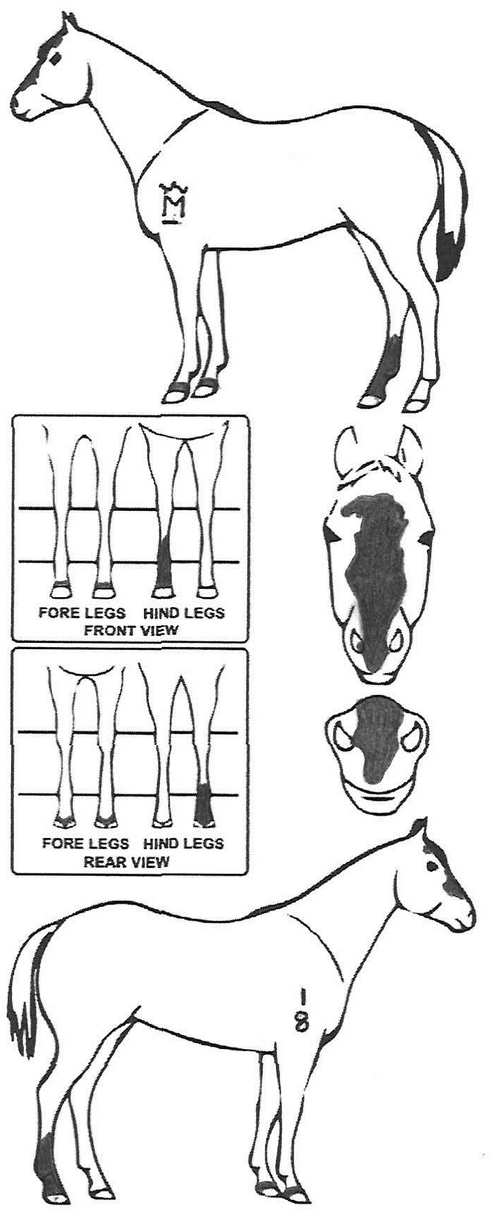 Animals Marking Image