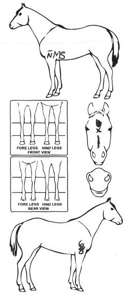 Animals Marking Image