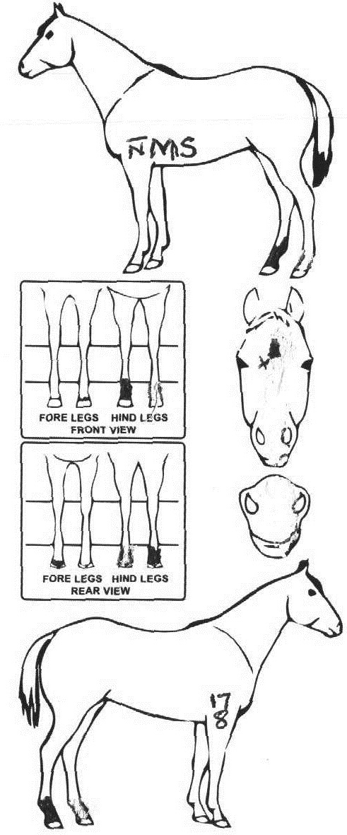 Animals Marking Image