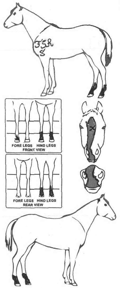 Animals Marking Image