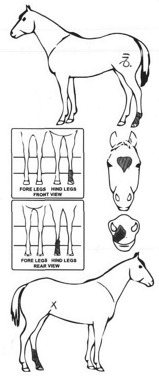 Animals Marking Image