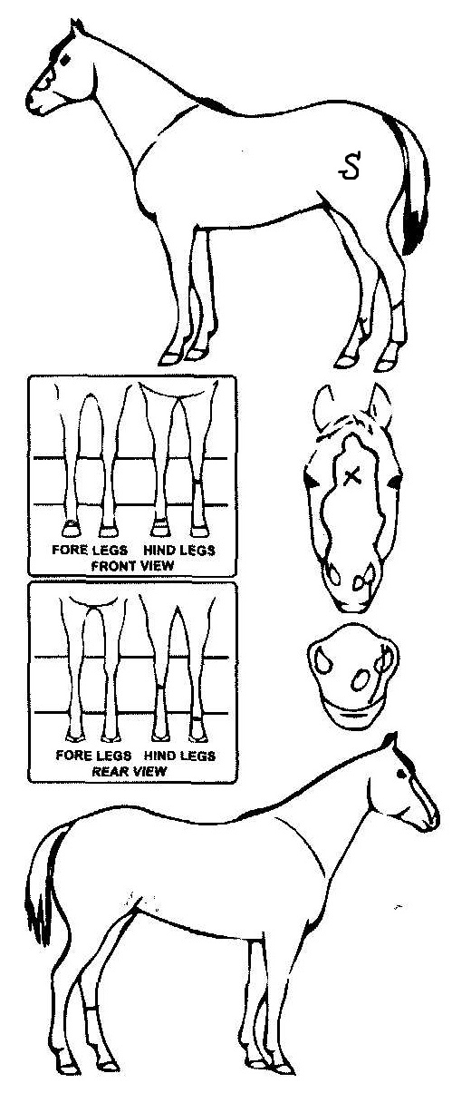 Animals Marking Image