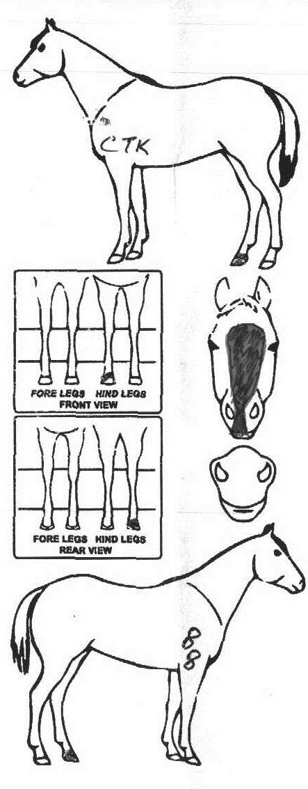 iCompete - Animal Details