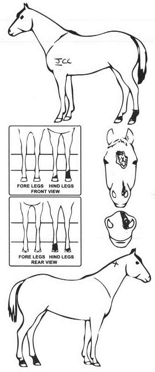 Animals Marking Image