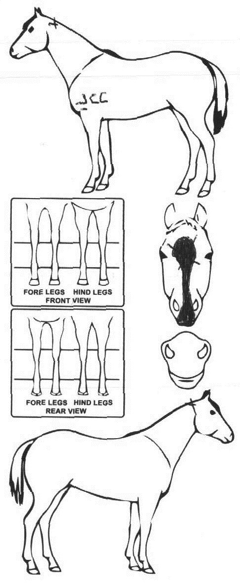 Animals Marking Image