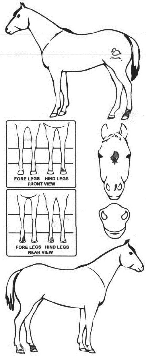 Animals Marking Image