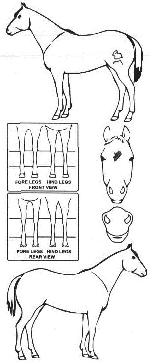 Animals Marking Image