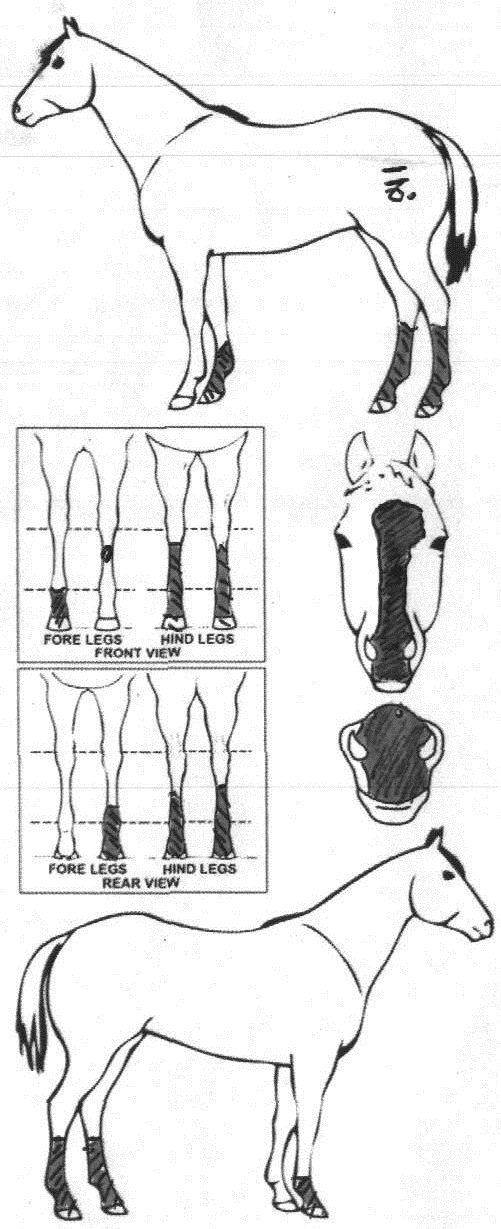 Animals Marking Image