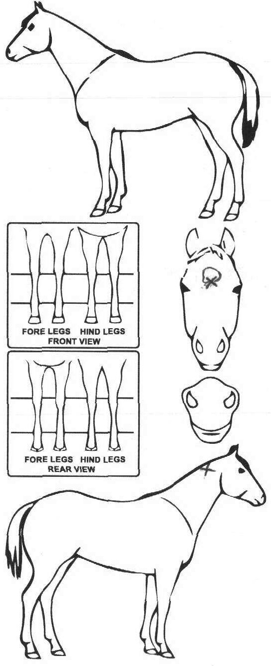 Animals Marking Image