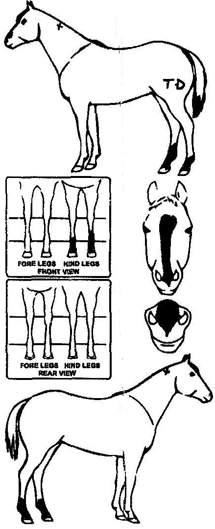 Animals Marking Image