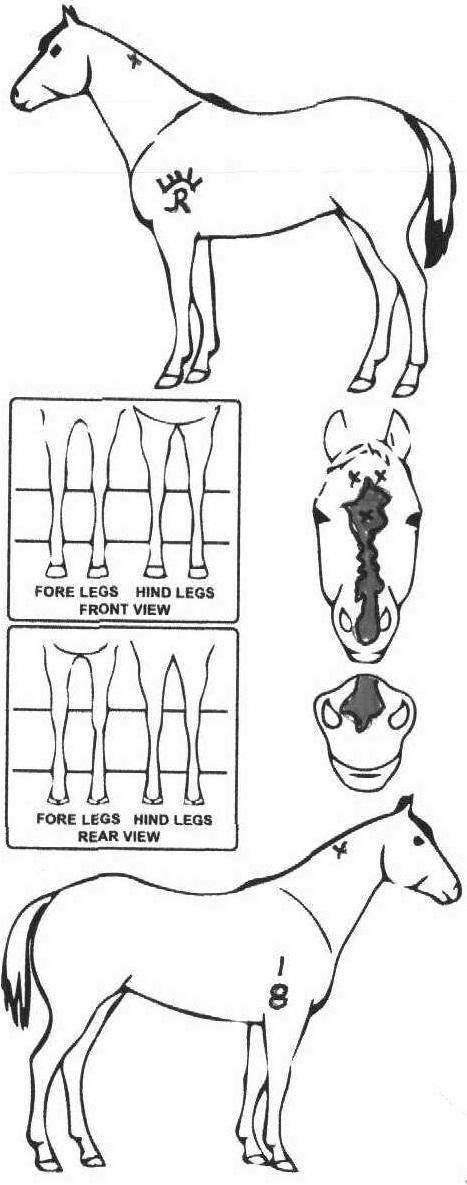 Animals Marking Image