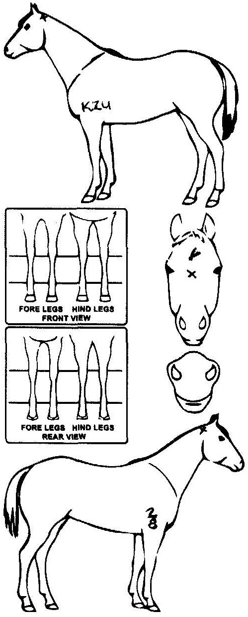 Animals Marking Image