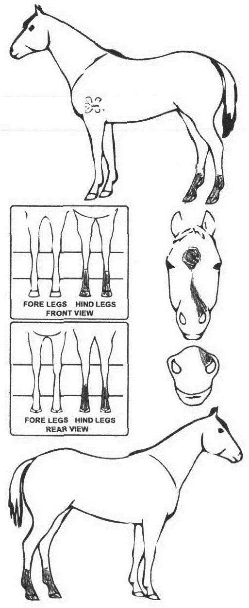 Animals Marking Image