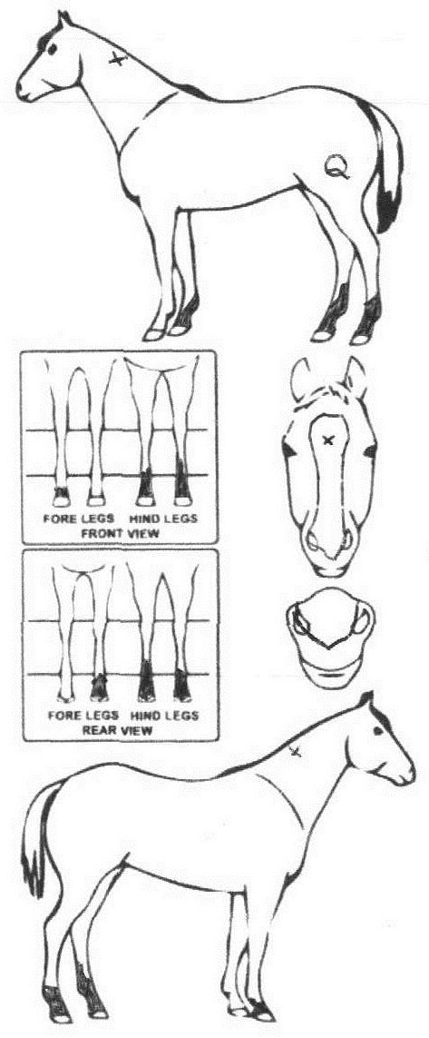 iCompete - Animal Details