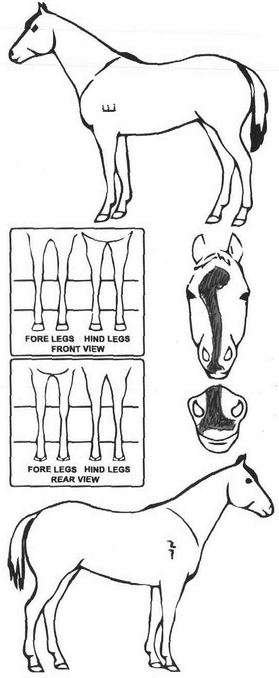 Animals Marking Image