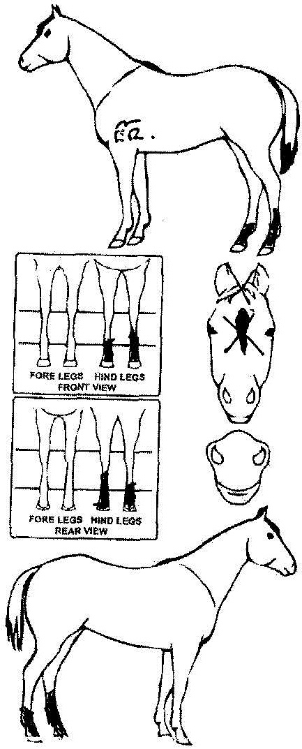 Animals Marking Image