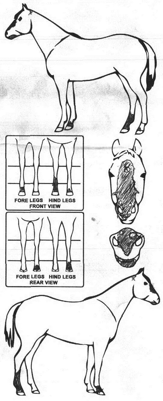 Animals Marking Image