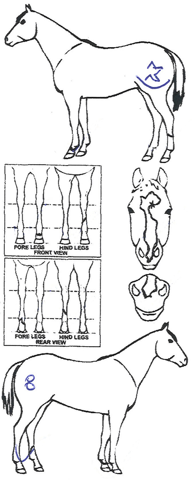 Animals Marking Image